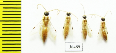 Tiphiidae sp.  Iran, Yazd prov. - INSECTS-STORE.RU