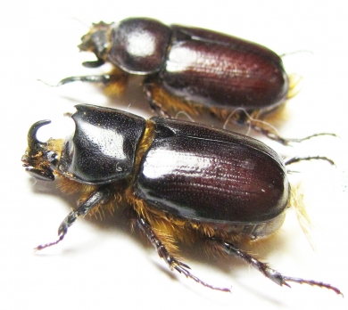 Dynastinae sp., pair  South Africa Rep. - INSECTS-STORE.RU