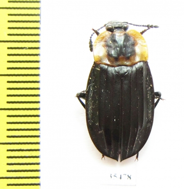 Silphidae sp.  Mexico - INSECTS-STORE.RU