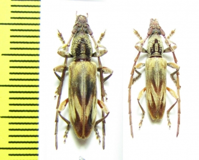 Cerambycidae sp.  Malaysia, Borneo - INSECTS-STORE.RU