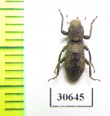 Tenebrionidae sp.  Laos - INSECTS-STORE.RU