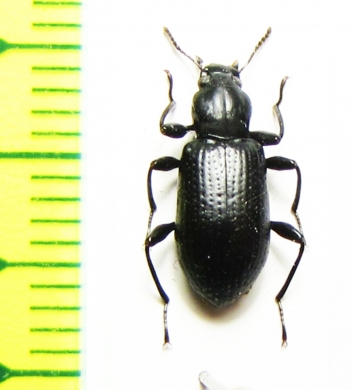 Hexarhopalus cameronii  Malaysia - INSECTS-STORE.RU