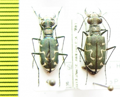 Cicindela ? sumatrensis, pair  India - INSECTS-STORE.RU