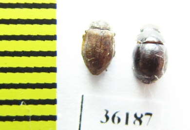 Hydrophilidae sp.  Thailand - INSECTS-STORE.RU