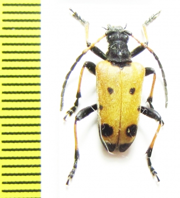 Brachyta bifasciata japonica  Japan - INSECTS-STORE.RU