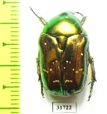 Protaetia splendidula  Iran, Lorestan prov. - INSECTS-STORE.RU