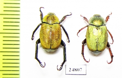 Hoplia sp.  Greece - INSECTS-STORE.RU