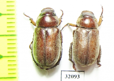 Adoretus sp.  Iran, Boyer-Ahmad prov. - INSECTS-STORE.RU