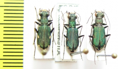 Cylindera germanica  Russia, Caucasus - INSECTS-STORE.RU