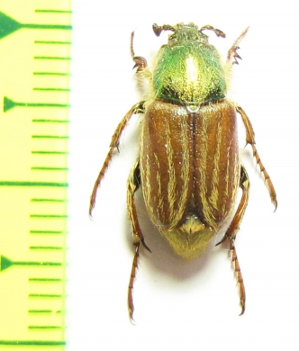 Glaphyrus caucasicus, male  Azerbaijan - INSECTS-STORE.RU