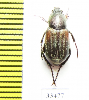 Glaphyrus caucasicus, male  Armenia - INSECTS-STORE.RU