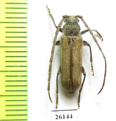 Cerambycidae sp.  South Africa Rep. - INSECTS-STORE.RU