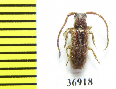 Cerambycidae sp.  South Africa Rep. - INSECTS-STORE.RU