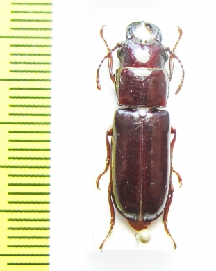 Parandra caspia  Iran, Gilan prov. - INSECTS-STORE.RU