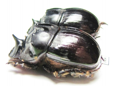 Catharsius calaharicus, male  Namibia - INSECTS-STORE.RU