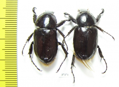 Cyclocephala sp.  Ecuador - INSECTS-STORE.RU