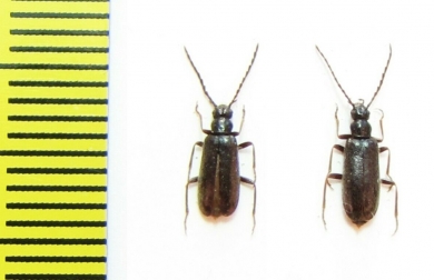 Pedilus fuscus  Mongolia - INSECTS-STORE.RU