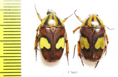 Pedinorrhina trivittata  South Africa Rep. - INSECTS-STORE.RU