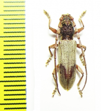 Cerambycidae sp.  Malaysia, Borneo - INSECTS-STORE.RU