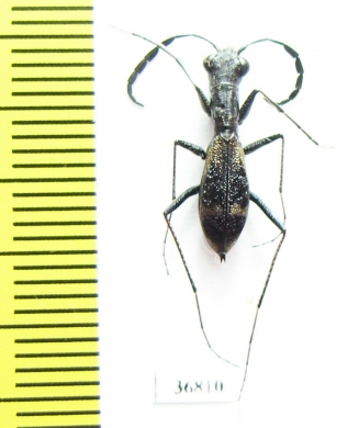 Dromica mesothoracica  Zambia - INSECTS-STORE.RU