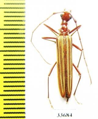 Cerambycidae sp.  Australia - INSECTS-STORE.RU