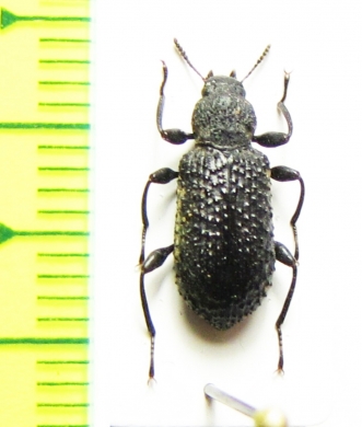 Hexarhopalus merkli  Malaysia - INSECTS-STORE.RU