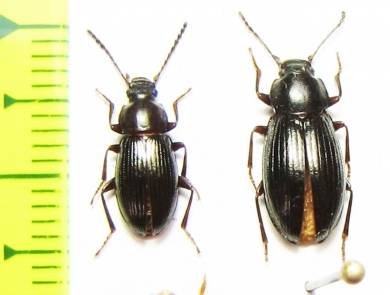 Nalassus pharnaces, pair  Abkhazia - INSECTS-STORE.RU