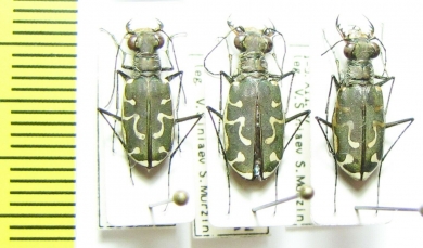 Cicindela ? sumatrensis, pair  India - INSECTS-STORE.RU