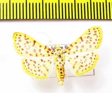 Geometridae sp.  Bolivia - INSECTS-STORE.RU