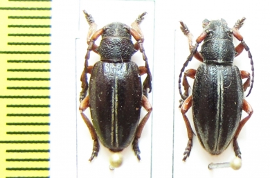 Dorcadion obsoletum  Turkey - INSECTS-STORE.RU