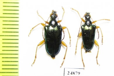 Gaurotes cyanipennis  USA - INSECTS-STORE.RU