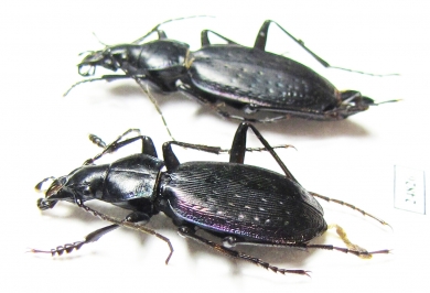 Carabus (Tribax) osseticus abanosicus, pair  Georgia - INSECTS-STORE.RU