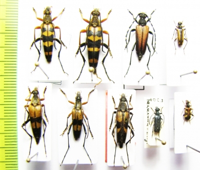 Leptura ochraceofasciata, L.variicornis, Nakanea vicaria, Kanekoa azumensis, Pidonia puziloi, P.obscurior  Japan - INSECTS-STORE.RU