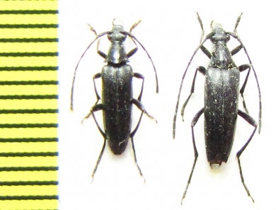 Stenurella nigra  Russia, Krasnodar reg. - INSECTS-STORE.RU