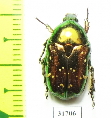 Protaetia splendidula  Iran, Lorestan prov. - INSECTS-STORE.RU