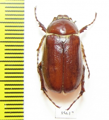 Madotrogus ferganensis  Kirgizstan - INSECTS-STORE.RU