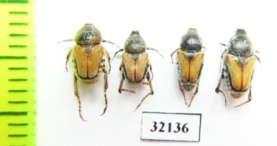 Hopliini sp.  South Africa Rep. - INSECTS-STORE.RU