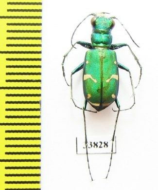 Cicindela denverensis  USA - INSECTS-STORE.RU