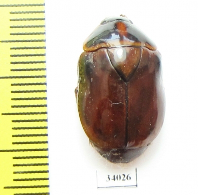 Rutelinae sp.  Ecuador - INSECTS-STORE.RU