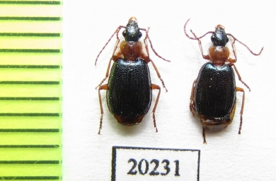 Lachnolebia cribricollis  Russia, Far East - INSECTS-STORE.RU