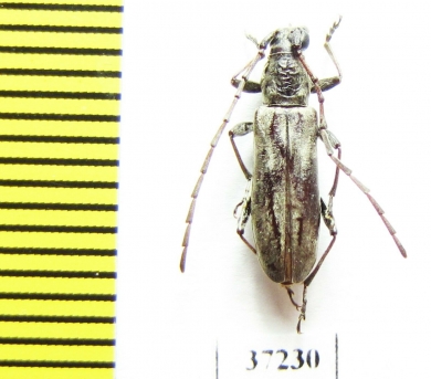 Cerambycidae sp.  South Africa Rep. - INSECTS-STORE.RU