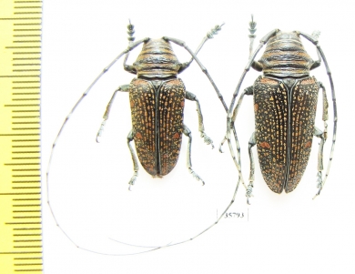 Zographus regalis, pair  Zambia - INSECTS-STORE.RU