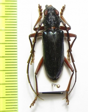 Neoplocaederus viridipennis  Cote d'Ivoire - INSECTS-STORE.RU