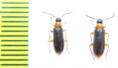 Pedilus polyxanthus  Uzbekistan - INSECTS-STORE.RU