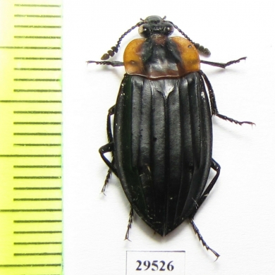 Silphidae sp.  Panama - INSECTS-STORE.RU