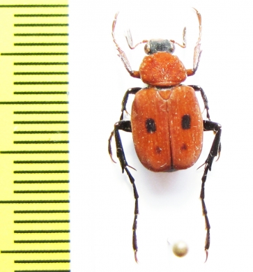 Paratrichius cruentus  Laos - INSECTS-STORE.RU