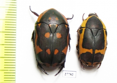 Pachnoda sinuata  South Africa Rep. - INSECTS-STORE.RU