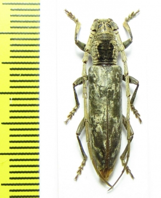 Cerambycidae sp.  Malaysia, Borneo - INSECTS-STORE.RU