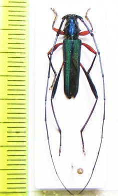 Chloridolum thalassinum  Philippines - INSECTS-STORE.RU