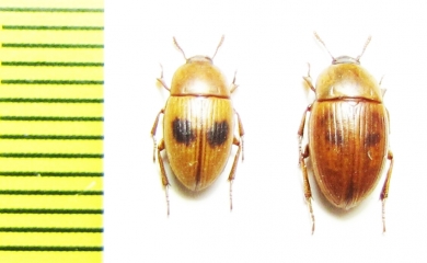 Phaleria acuminata  Greece, Crete isl. - INSECTS-STORE.RU